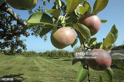 Mcintosh Apples Photos And Premium High Res Pictures Getty Images