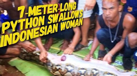 Meter Long Python Swallows Indonesian Woman Youtube