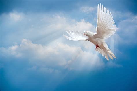 Download Wallpaper Dove Peace Sky Pigeon White Sunrays White Dove