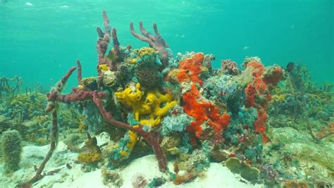 Underwater Marine Life Colorful Sea Sponges With Tropical Fish On A