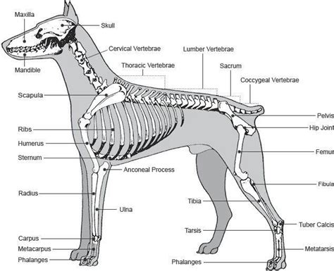 Dog Anatomy Hip Joints Loankas