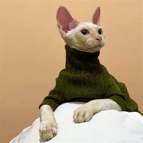 Hairless Cat Sweater Ubicaciondepersonascdmxgobmx