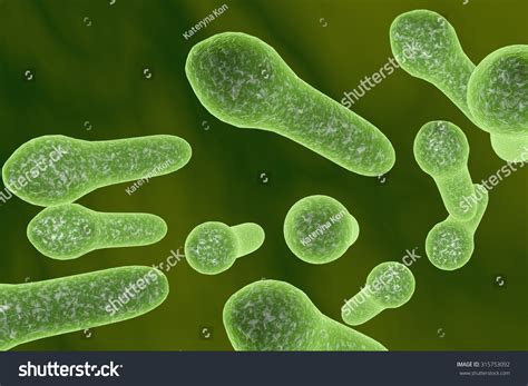 Digital Illustration Of Clostridium Tetani Clostridium Perfringes