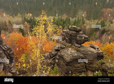 Felsen Im Bielatal Nationalpark Sächsische Schweiz