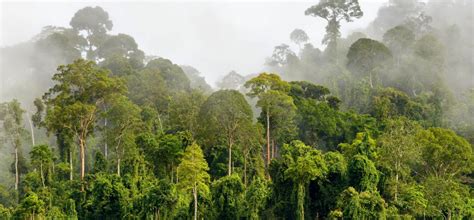 KLHK Beri Ijin Garap Hutan lindung Untuk Pertanian 11 Ribu Hektar - Pontas