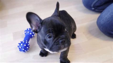 French bulldogs are hard to breed and as mentioned have small litters. Welcome home Frankie - 8 weeks old french bulldog puppy HD ...