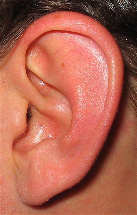 Mock ear with eardrum and auditory tube on a white background, isolate. Outer Ear Parts - External Ear Anatomy, Diagram and ...