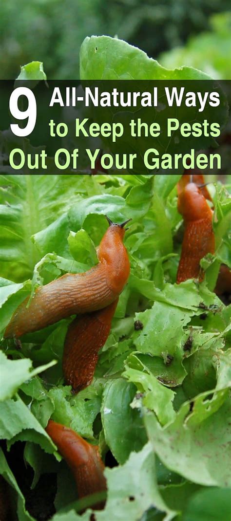 For those who have planted vegetables and fruits in their garden, it is crucial to choose fertilizers wisely. 9 All-Natural Ways To Keep Pests Out Of Your Garden | Organic gardening tips, Garden insects ...