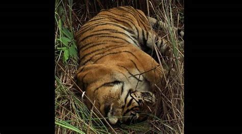 The tigress machli fight with male tiger t6/ romeo at ranthambore np. Machli, India's famous tigress from Ranthambore, dies at ...