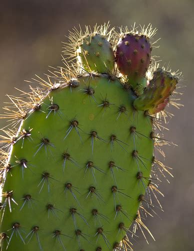 Grilled mexican shrimp with prickly pear cactus. Prickly Pear Nopales: A New Grilling Classic