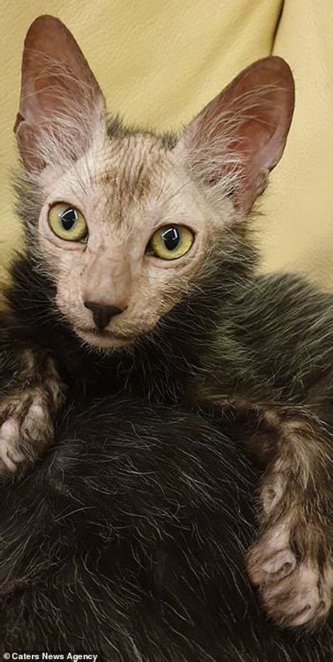 Werewolf Cat Breeder Reveals Her Adorable Kittens That Look Like