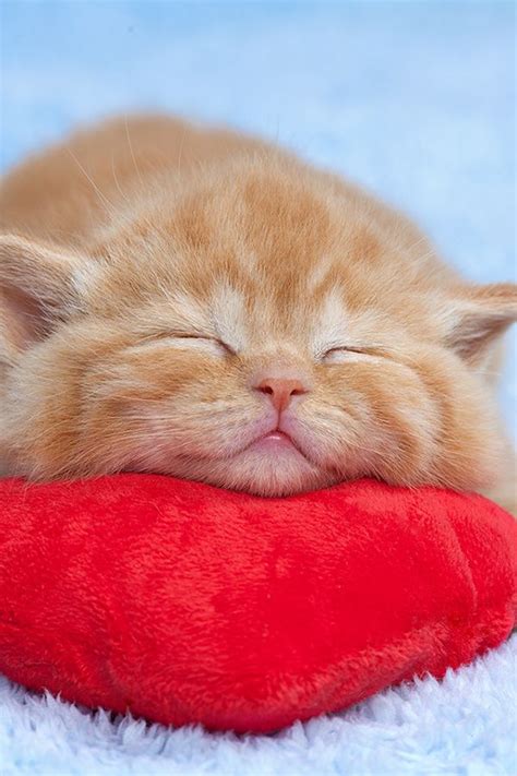8 Cute Sleeping Kittens You Will Like Sleeping Kitten Kittens Cutest