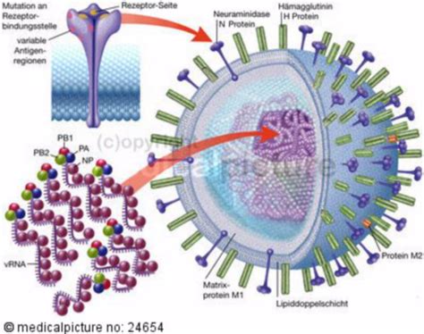 Vom aufbau her ist die rna der dna ähnlich. Aufbau eines Influenza Virus mit RNA - DocCheck