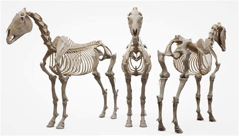 Real Horse Skeleton