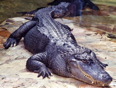 Free Photo Saltwater Crocodile Alligator Animal Croc Free