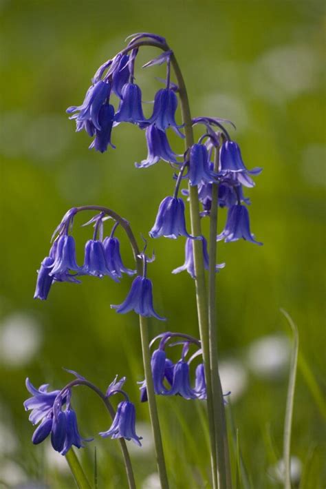 Blooming Brilliant Britains Top Wild Flowers Planteria
