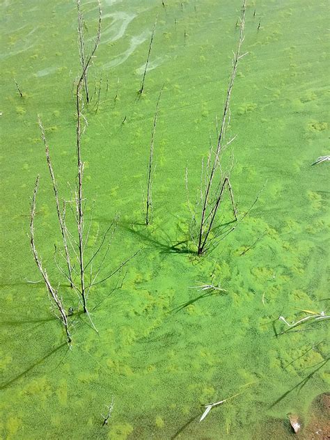 Bright Green Harmful Algal Bloom Examples Utah Department Of