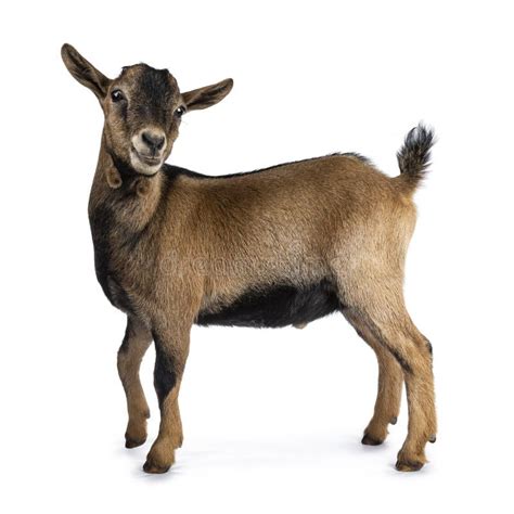 Brown Agouti Pygmy Goat Isolated On White Background Stock Photo