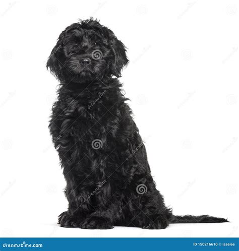 Mixed Breed Labradoodle Sitting Against White Background Stock Photo