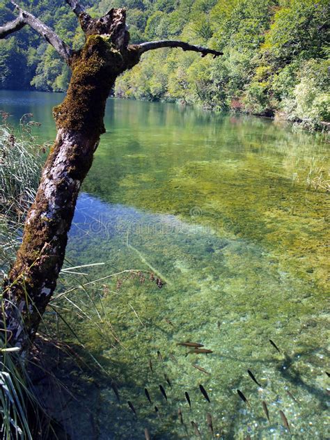 Fish Visible In Clear Water Blue Lake In Plitvice Croatia Stock Image