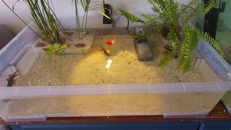 Indoor Goldfish Container Pond Huge Update!! | Goldfish tank, Goldfish pond, Container pond