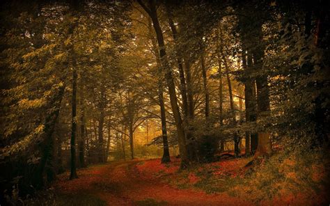 Leaves Grass Autumn Forest Wallpaper Coolwallpapersme