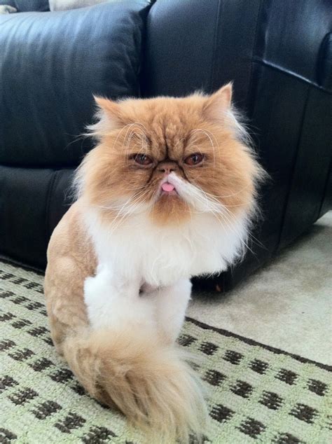 Cat lion haircut siamese cats cats and kittens i love cats cool cats cat lion cut cat images hd nine cat best cat food. Lion-cut Persian | Animals-GOD is AMAZING! | Pinterest