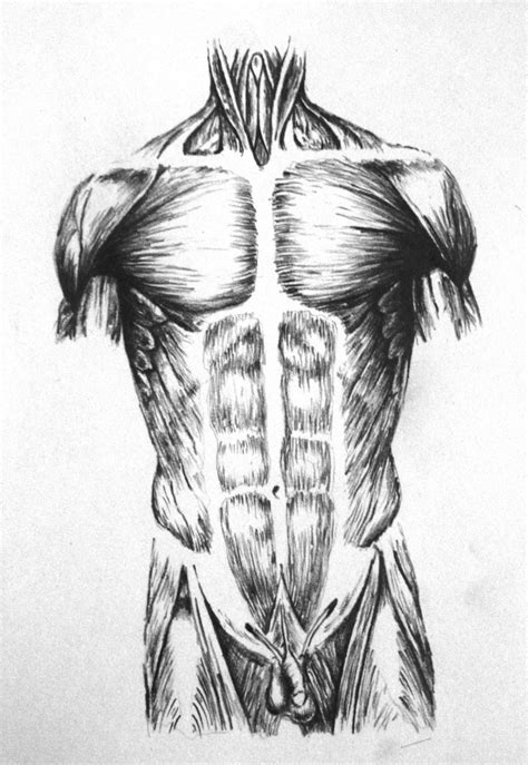 All tutorials were done in photoshop cc. Pin by Thalia Camille on Anatomy | Drawings, Male torso ...