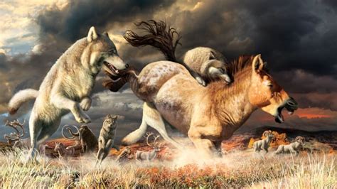 Wolf Teeth Shed Light On Survival Of Species Over Thousands Of Years