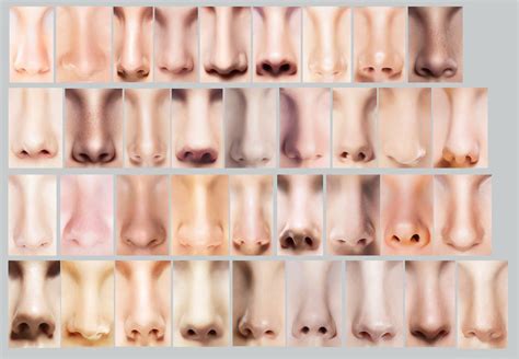 Sniffing Out Nose Shapes The 12 Most Common Nose Types