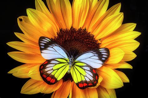 Gorgeous Butterfly On Sunflower Photograph By Garry Gay Fine Art America
