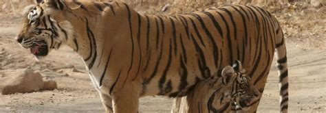 A truly wonderful tigress who gave so much to ranthambhore with the four litters of cubs that she produced. Machli, the Tigress Who Reigned Over Ranthambhore - The Wire