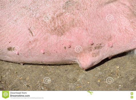 Close Up Shot Of Tummy Pig Skin Stock Image Image Of Hide Outdoor