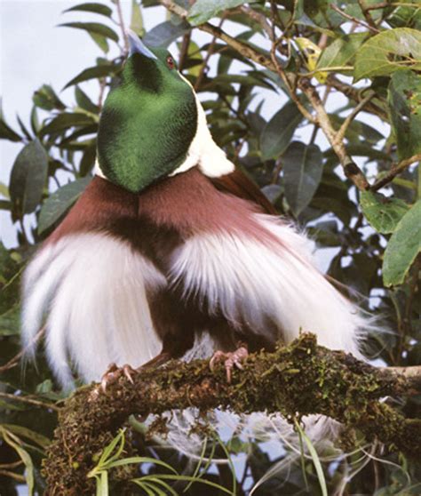 6 Exotic Birdwatching Destinations In Papua New Guinea Wanderlust