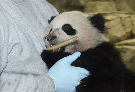 Baby Teeth Bao Bao Female Giant Panda Cub Born On August Flickr