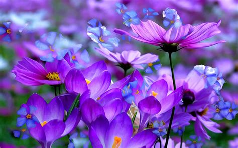 They can be changed to any color in the world by editing the website itself. Light Blue Flower Wallpaper (59+ images)