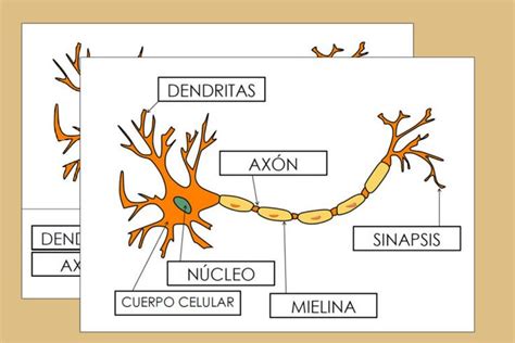 Plantilla De Las Partes De Una Neurona Actividades Montessori