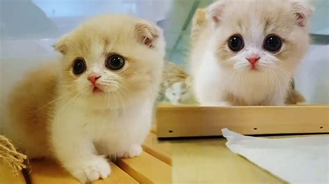 Find over 100+ of the best free munchkin cat images. Cutest Munchkin Kittens Will Make Your Day Brighter - YouTube