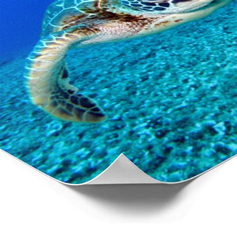 Swimming Sea Turtle Poster Zazzle