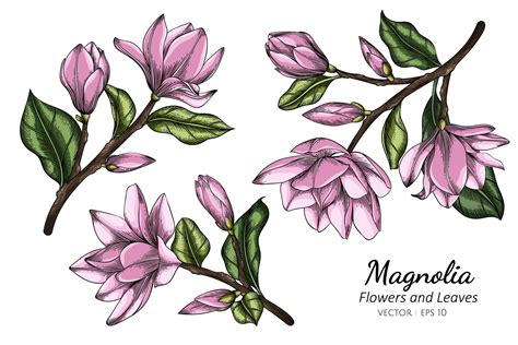 Pink Magnolia Flower And Leaf Drawing 935584 Vector Art At Vecteezy