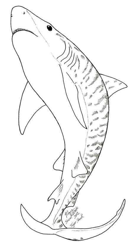Sand Tiger Shark Coloring Pages Sketch Coloring Page