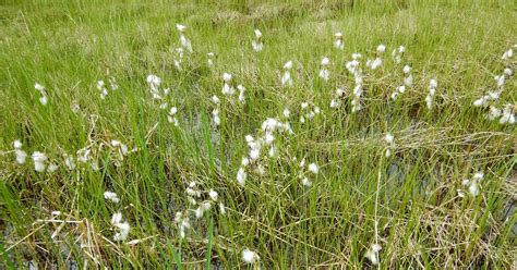 Field Notes A Naturalists Life Common Cotton Grass