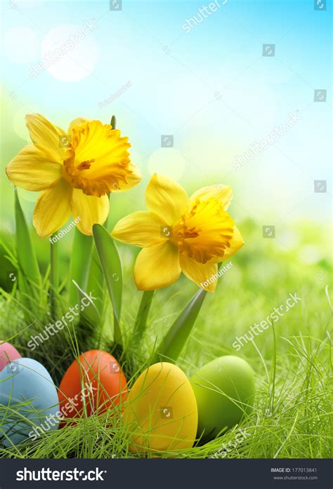 Easter Eggs And Daffodil Flower On Meadow Stock Photo 177013841