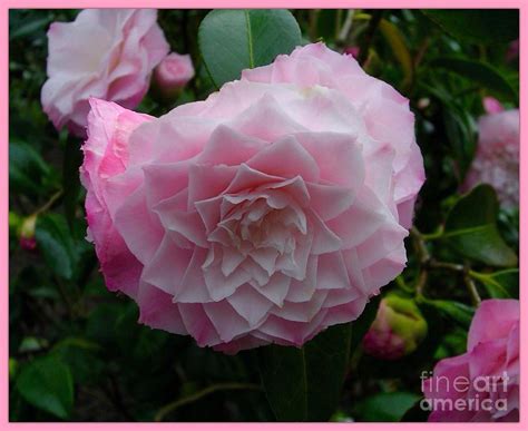 Pink Perfection Photograph By Joan Violet Stretch Fine Art America