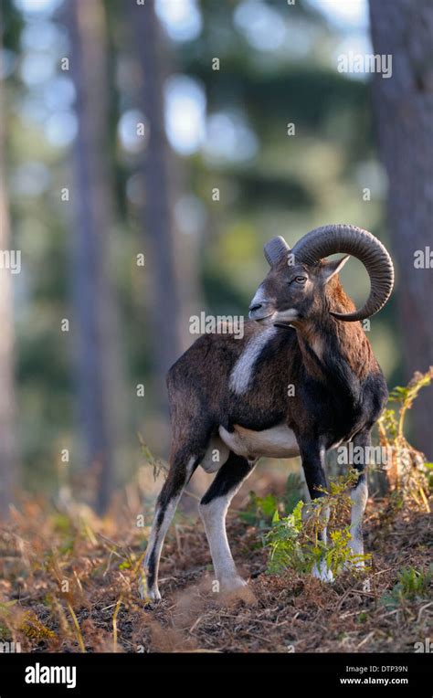 Mouflon Ram Ovis Ammon Musimon Stock Photo Alamy