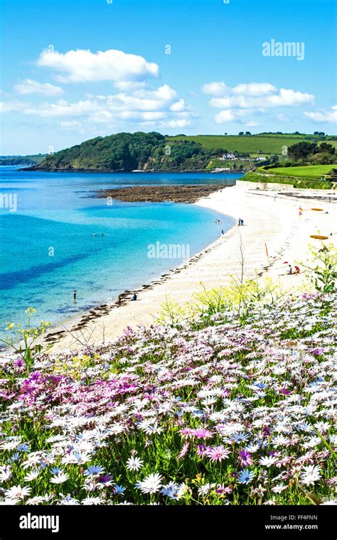 Early Summer Flowers At Gyllyngvase Beach In Falmouth Cornwall Uk