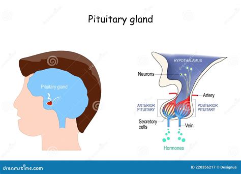 Pituitary Gland Diagram