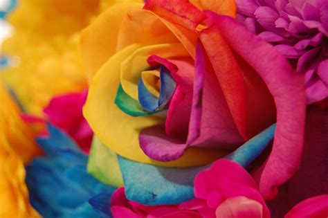 10 Best Rainbow Flower Wallpaper Desktop Full Hd 1920×1080 For Pc