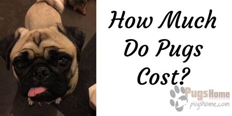 Though they're a little mischievous, a pug's affection is worth it. How much do Pug cost on average? Pug Dog Price Information