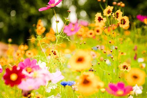 Are you ready for spring? A Simple Guide to Birth Flower | Giftalove.com Official Blogs